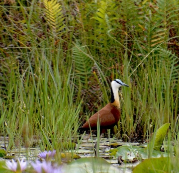 5 Days Uganda Birding Tour - Mabamba wetland, Lake Mburo National Park