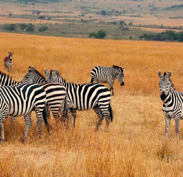 5 Days Kidepo National Park Safari Tour