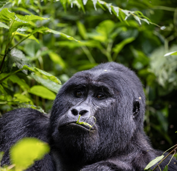 9 Days Uganda Wildlife Tour - Lake Bunyonyi,Queen Elizabeth National Park Tour, Bwindi Forest National Park,Kibale forest national park