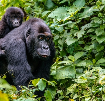 7 Days Rwanda Gorilla Tracking Tour - Bwindi national park,Lake Bunyonyi, Volcanoes National Park