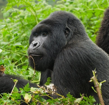 1 Day Rwanda Gorilla Tour