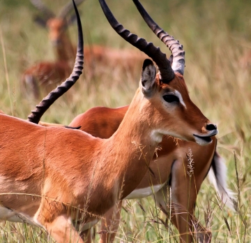 7 Days Rwanda tour - wildlife and culture tour