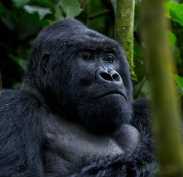 3 Day Congo Gorilla Tour| Congo Gorilla Trekking Safari Tour| Virunga National Park Gorilla Tour
