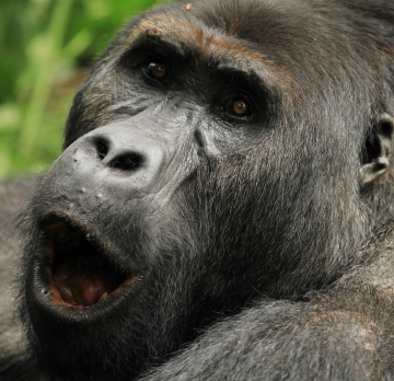 12 Days Chimpanzee and Gorilla Tracking Tour - Murchison falls,Queen Elizabeth,Lake Mburo,Lake Bunyonyi and Bwindi Impenetrable National Park